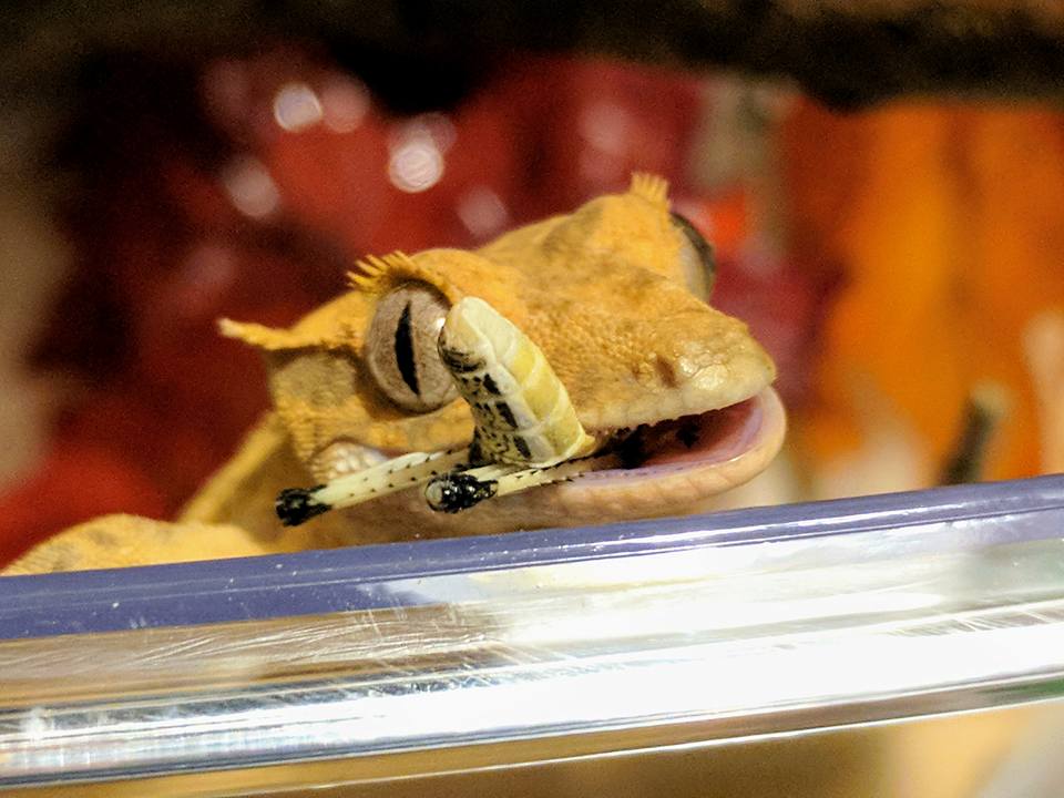 Repashy Crested Gecko Diet - Mulberry Madness